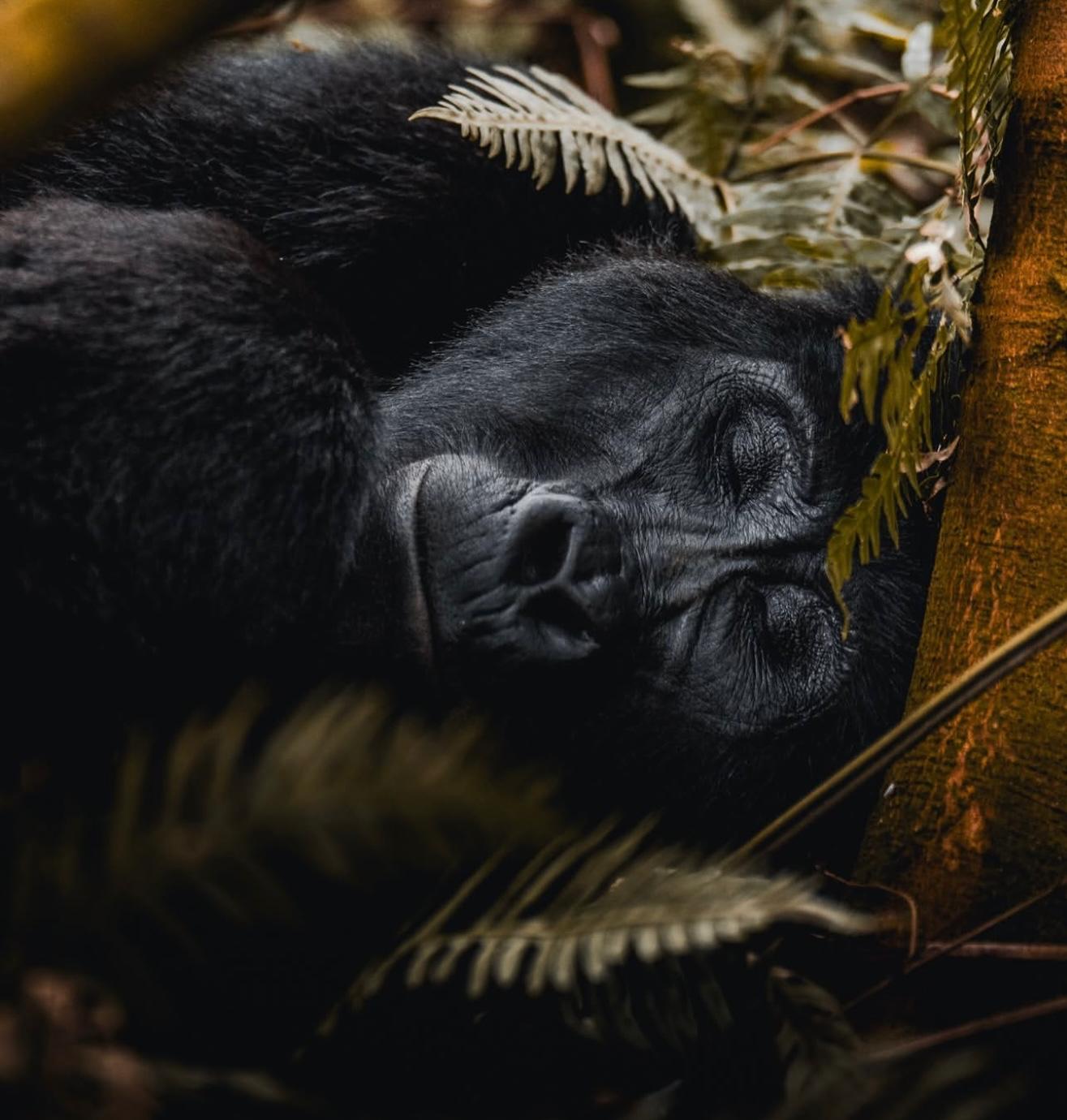 7-Day Rwanda Adventure